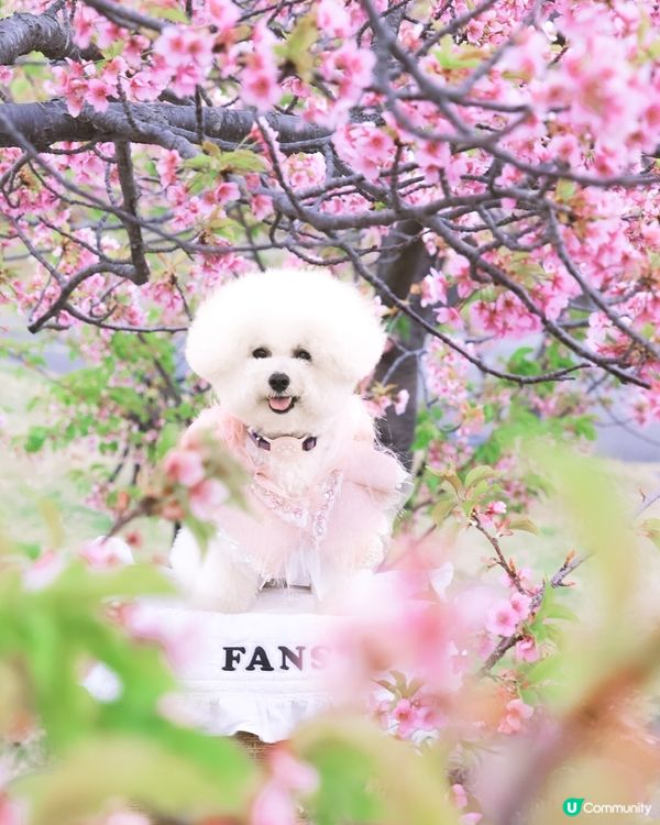 帶狗去關西賞櫻秘境🌸！粉紅山坡超好影📸！