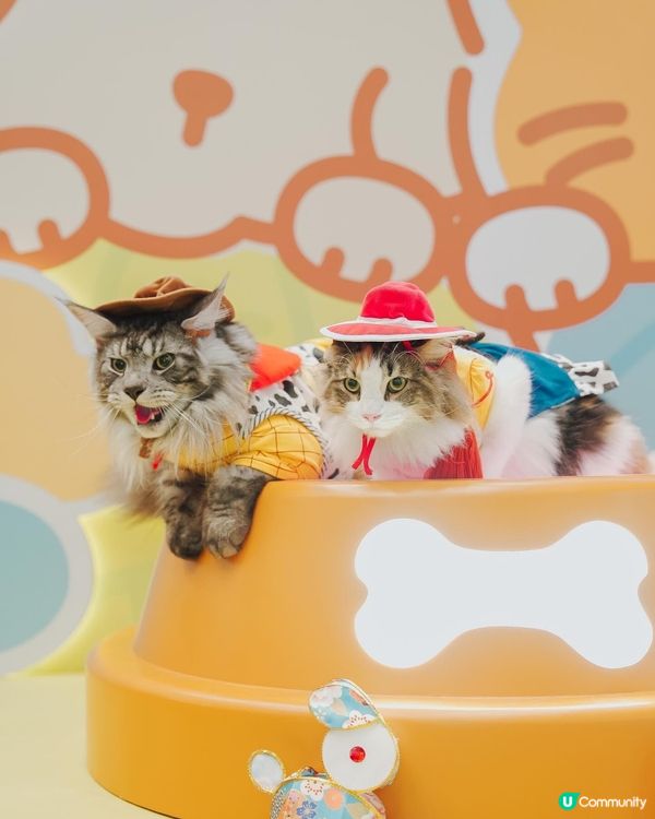 青衣城毛孩放電好去處「寵物Furry Market」🐾