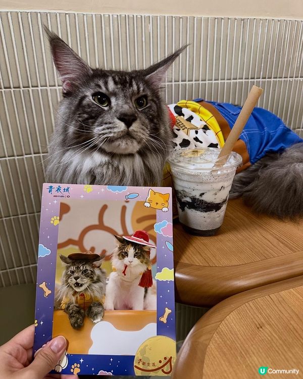 青衣城毛孩放電好去處「寵物Furry Market」🐾