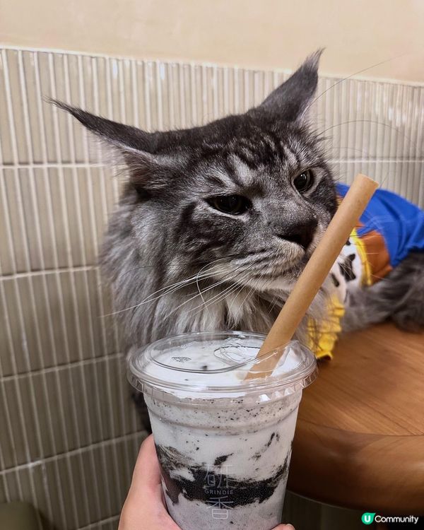 青衣城毛孩放電好去處「寵物Furry Market」🐾