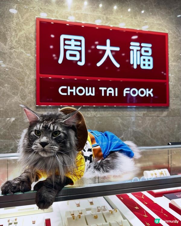 青衣城毛孩放電好去處「寵物Furry Market」🐾