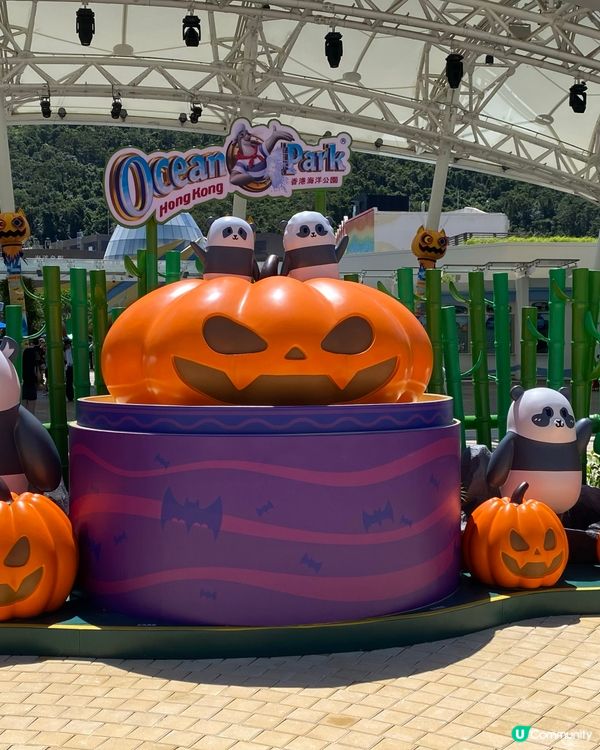 熊貓BB一歲啦！🐼 瞓覺豬超可愛！😍