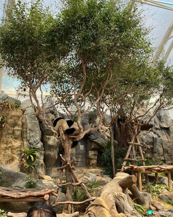 熊貓BB一歲啦！🐼 瞓覺豬超可愛！😍