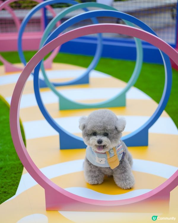 青新貓狗樂園 @ 青衣城