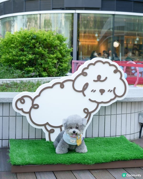 青新貓狗樂園 @ 青衣城