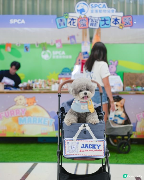 青新貓狗樂園 @ 青衣城