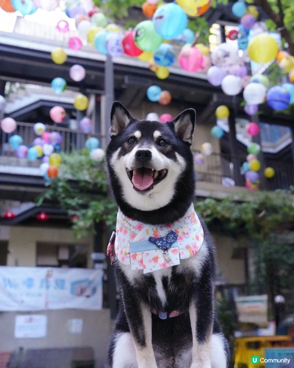 藍屋中秋燈籠打卡📸！靚到爆！