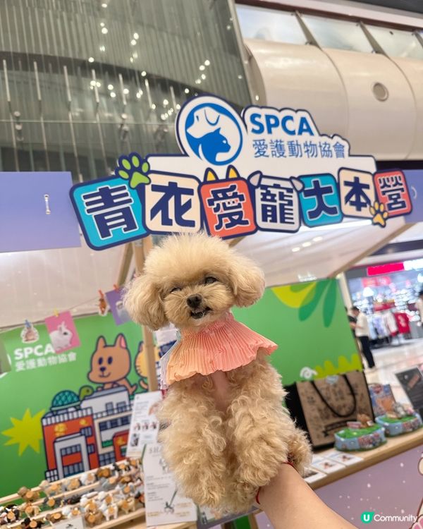 青衣城貓狗友善設施！毛孩放電好去處 🐾🥳