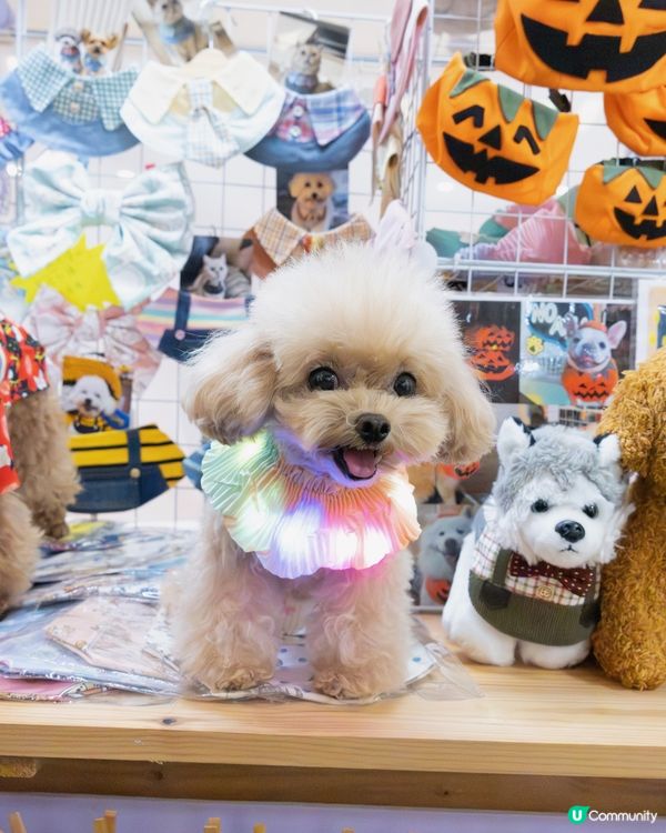 青衣城貓狗友善設施！毛孩放電好去處 🐾🥳