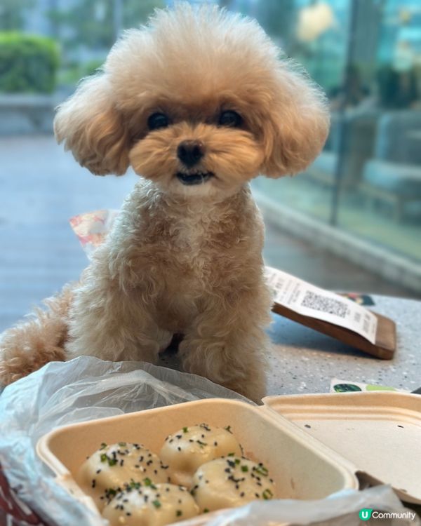 青衣城貓狗友善設施！毛孩放電好去處 🐾🥳