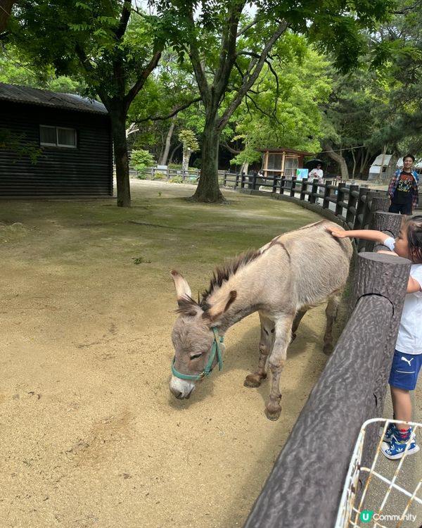 福岡海之中道公園玩樂攻略！🤩 動物之森超正！