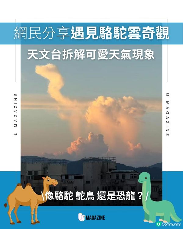 網民分享遇見駱駝雲奇觀！天文台拆解可愛天氣現象