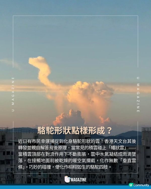 網民分享遇見駱駝雲奇觀！天文台拆解可愛天氣現象
