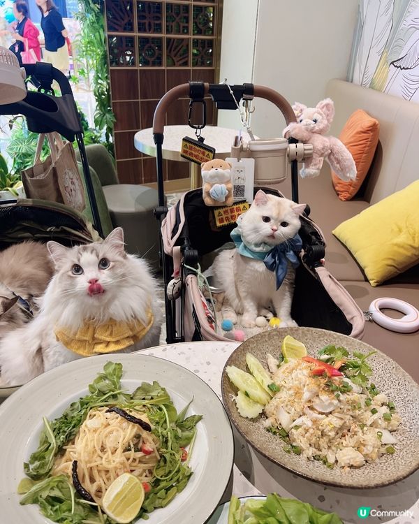 圍方寵物友善設施，毛孩天堂！🐶🐱🥳