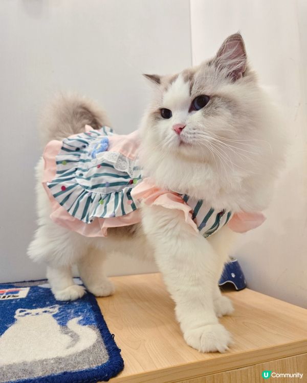 貓之茶房親子遊😻！囡囡笑到停唔到！