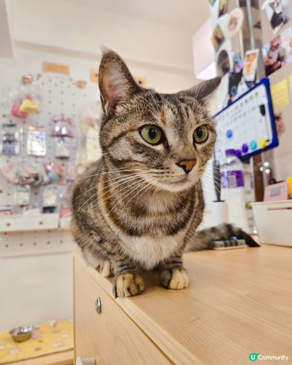 貓之茶房親子遊😻！囡囡笑到停唔到！