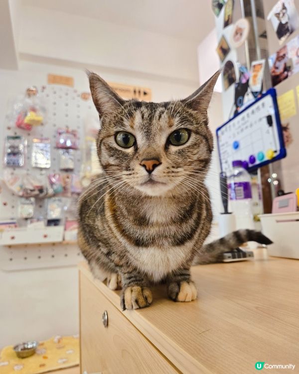 貓之茶房親子遊😻！囡囡笑到停唔到！