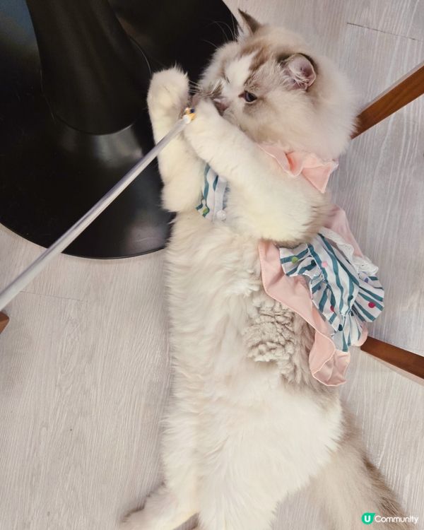 貓之茶房親子遊😻！囡囡笑到停唔到！