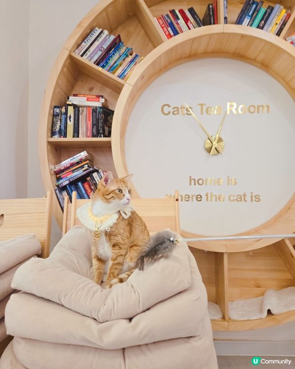 貓之茶房親子遊😻！囡囡笑到停唔到！