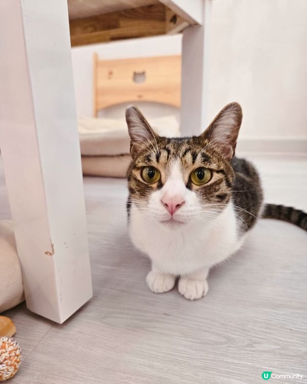 貓之茶房親子遊😻！囡囡笑到停唔到！