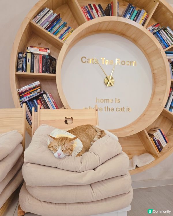 貓之茶房親子遊😻！囡囡笑到停唔到！