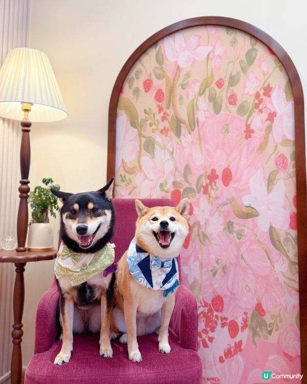 𝘊𝘢𝘧é 𝘉𝘰𝘯𝘩𝘦𝘶𝘳｜隱世高質法式寵物友善輕食𝘊𝘢𝘧é 