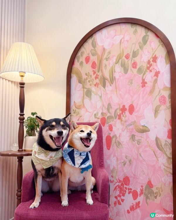 𝘊𝘢𝘧é 𝘉𝘰𝘯𝘩𝘦𝘶𝘳｜隱世高質法式寵物友善輕食𝘊𝘢𝘧é 