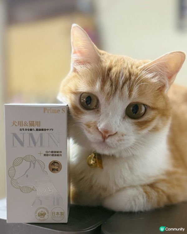 NMN幫我照顧主子既健康🐱