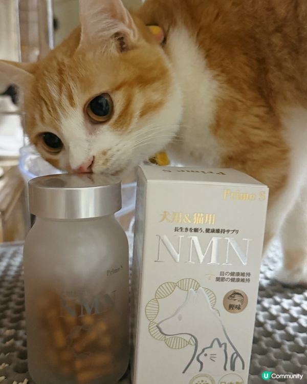 NMN幫我照顧主子既健康🐱