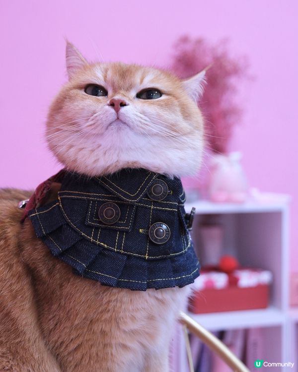 寵物影相Studio 推介!