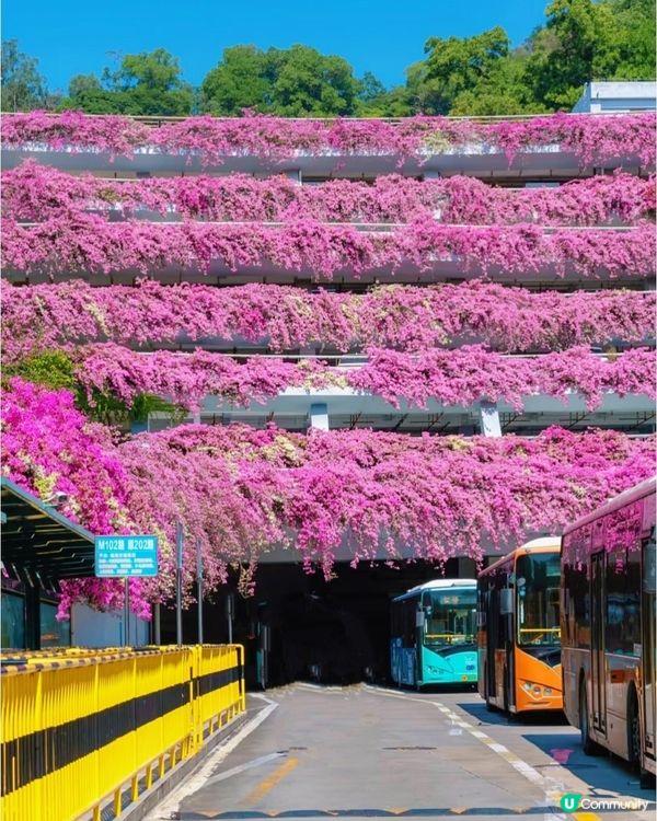🌸🌸我愛花花之📸花海🌸網紅打卡點仙湖植物園停車場🌸