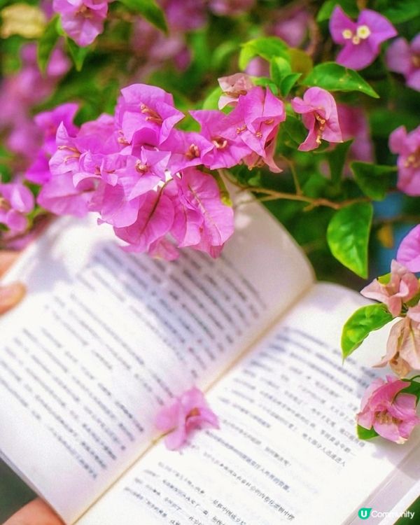 🌸🌸我愛花花之📸花海🌸網紅打卡點仙湖植物園停車場🌸