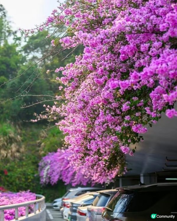 🌸🌸我愛花花之📸花海🌸網紅打卡點仙湖植物園停車場🌸