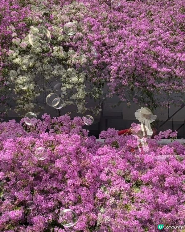 🌸🌸我愛花花之📸花海🌸網紅打卡點仙湖植物園停車場🌸