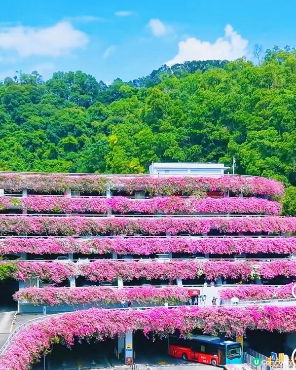 🌸🌸我愛花花之📸花海🌸網紅打卡點仙湖植物園停車場🌸