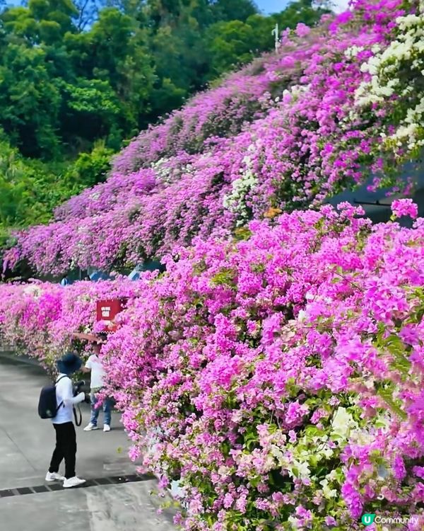 🌸🌸我愛花花之📸花海🌸網紅打卡點仙湖植物園停車場🌸