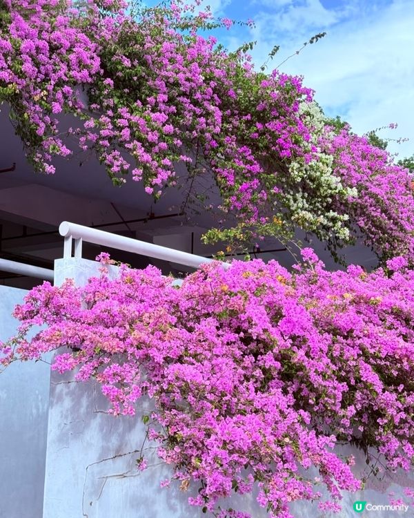 🌸🌸我愛花花之📸花海🌸網紅打卡點仙湖植物園停車場🌸