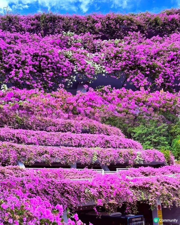 🌸🌸我愛花花之📸花海🌸網紅打卡點仙湖植物園停車場🌸