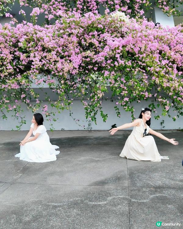 🌸🌸我愛花花之📸花海🌸網紅打卡點仙湖植物園停車場🌸