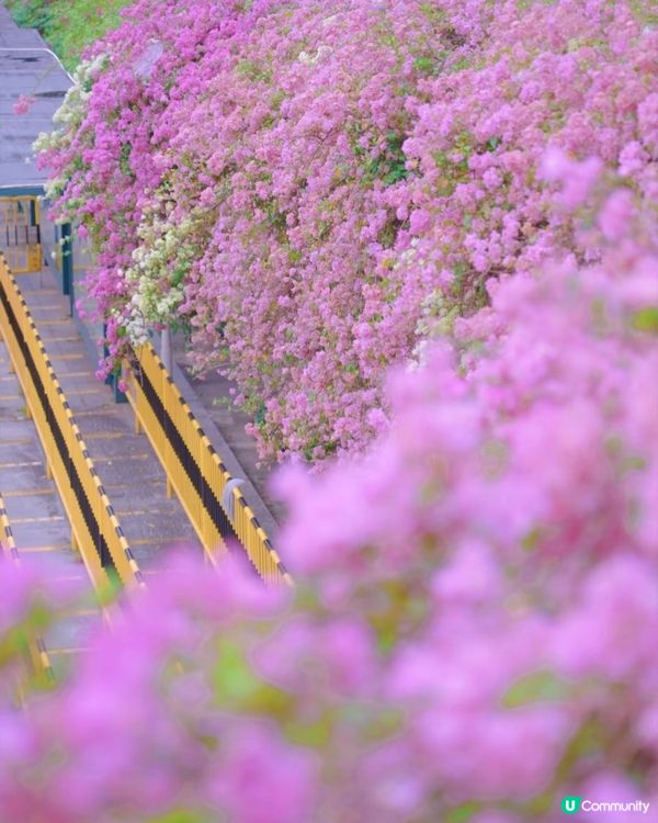 🌸🌸我愛花花之📸花海🌸網紅打卡點仙湖植物園停車場🌸