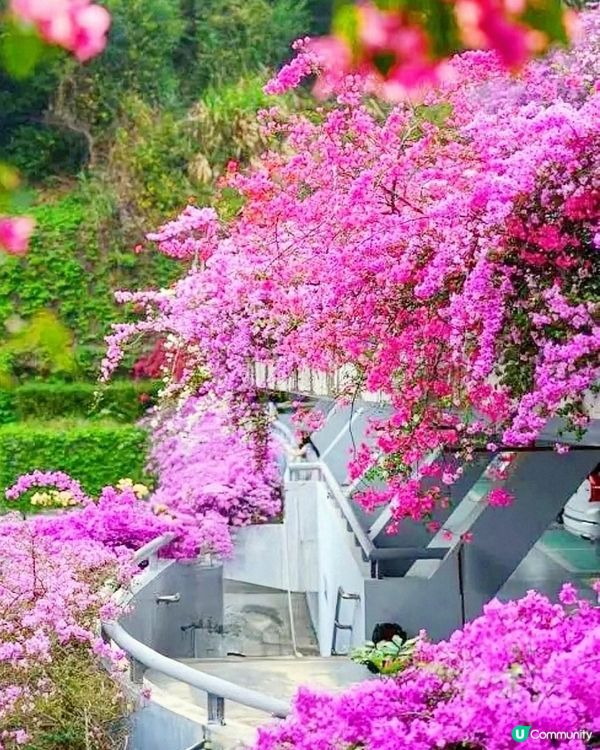 🌸🌸我愛花花之📸花海🌸網紅打卡點仙湖植物園停車場🌸