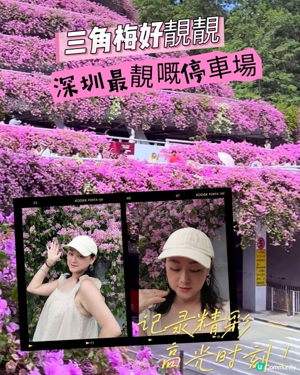 🌸🌸我愛花花之📸花海🌸網紅打卡點仙湖植物園停車場🌸