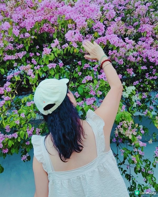 🌸🌸我愛花花之📸花海🌸網紅打卡點仙湖植物園停車場🌸