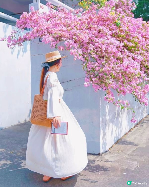 🌸🌸我愛花花之📸花海🌸網紅打卡點仙湖植物園停車場🌸