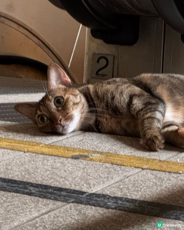 灣仔美食之旅！😋 晶晶甜品正呀！奶茶冰必試！🍧