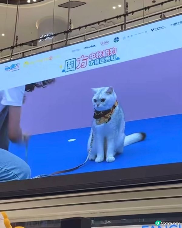 寵物放電攻略：圍方商場參加才藝選秀戰