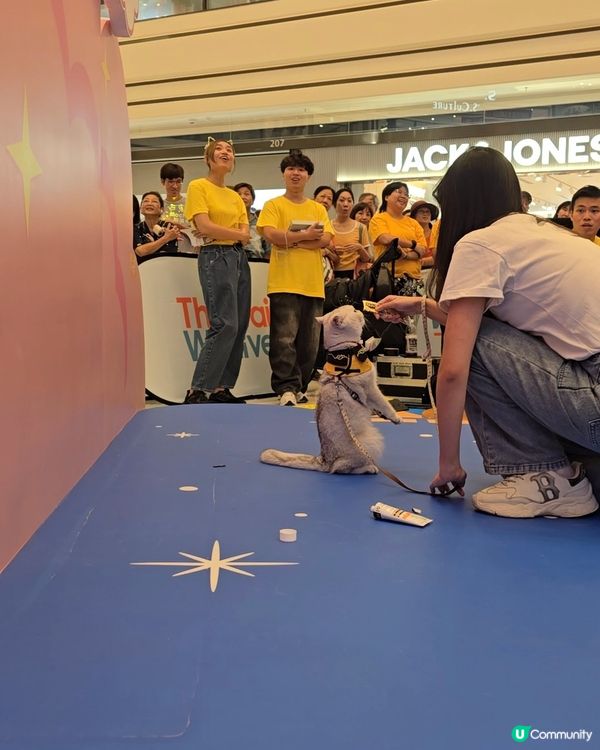 寵物放電攻略：圍方商場參加才藝選秀戰