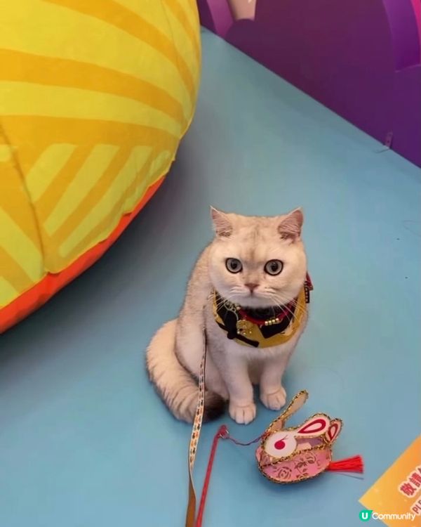 寵物放電攻略：圍方商場參加才藝選秀戰