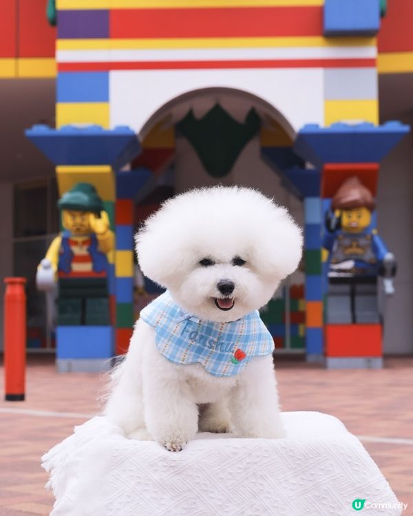 Lego迷天堂 😎 帶狗一齊慢步🐶各種樂高模型超震撼👀 🚂
