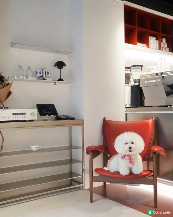 新開韓風咖啡店☕️ 奴才帶你去🐶😋